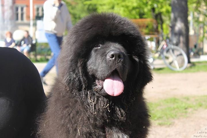 Фото: ньюфаундленд Piternyuf BMW (Питерньюф БМВ)