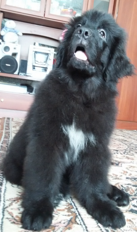 Фото: ньюфаундленд Kiper Soul Simba (Кипер Соул Симба)