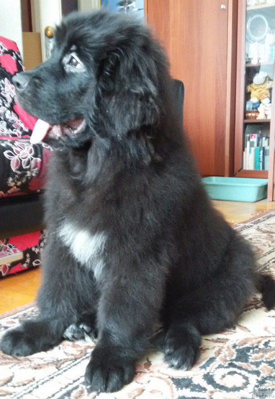 Фото: ньюфаундленд Kiper Soul Simba (Кипер Соул Симба)