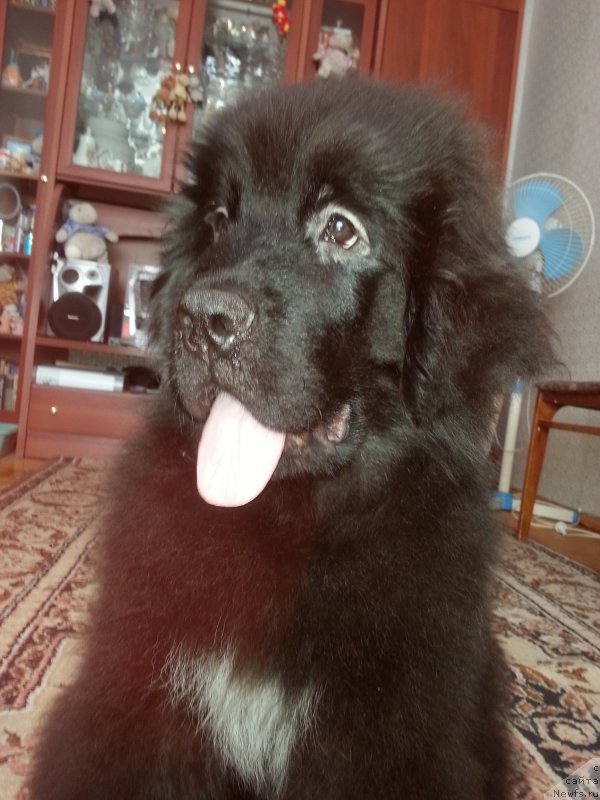 Фото: ньюфаундленд Kiper Soul Simba (Кипер Соул Симба)