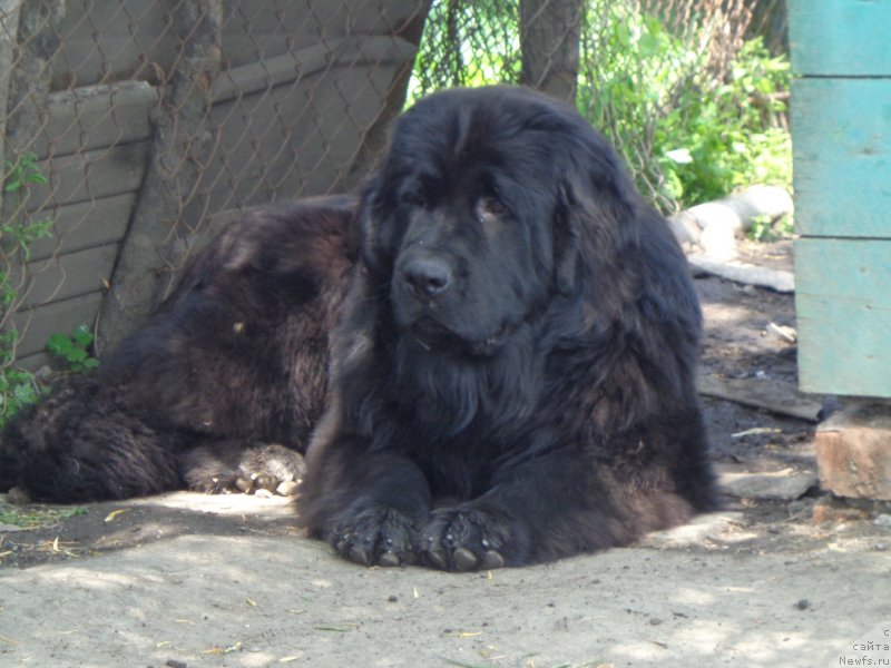 Фото: ньюфаундленд Viktorius Smayl (Викториус Смайл)