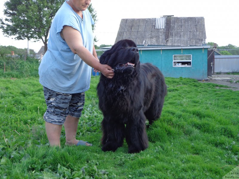 Фото: ньюфаундленд Super Premium Nao Del Trato (Супер Премиум Нао Дел Трато)