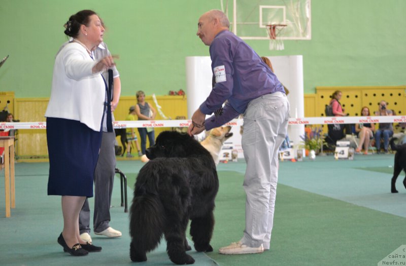 Фото: ньюфаундленд Blyek Diamond Agidel' ot Potapa CHarlotta (Блэк Диамонд Агидель от Потапа Чарлотта), Aleksey Votchal (Алексей Вотчал)