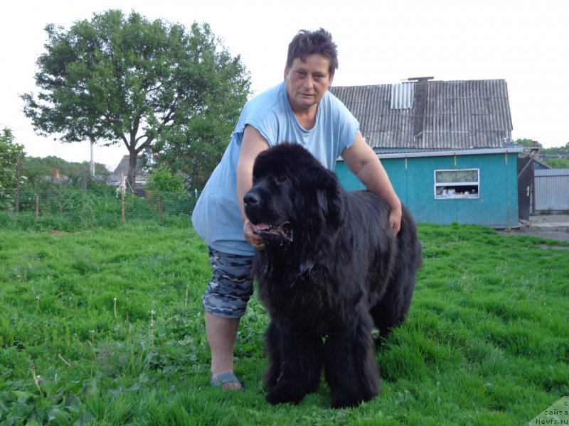 Фото: ньюфаундленд Super Premium Nao Del Trato (Супер Премиум Нао Дел Трато)