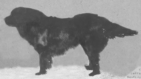 Фото: ньюфаундленд Hamorito Szepe Bence