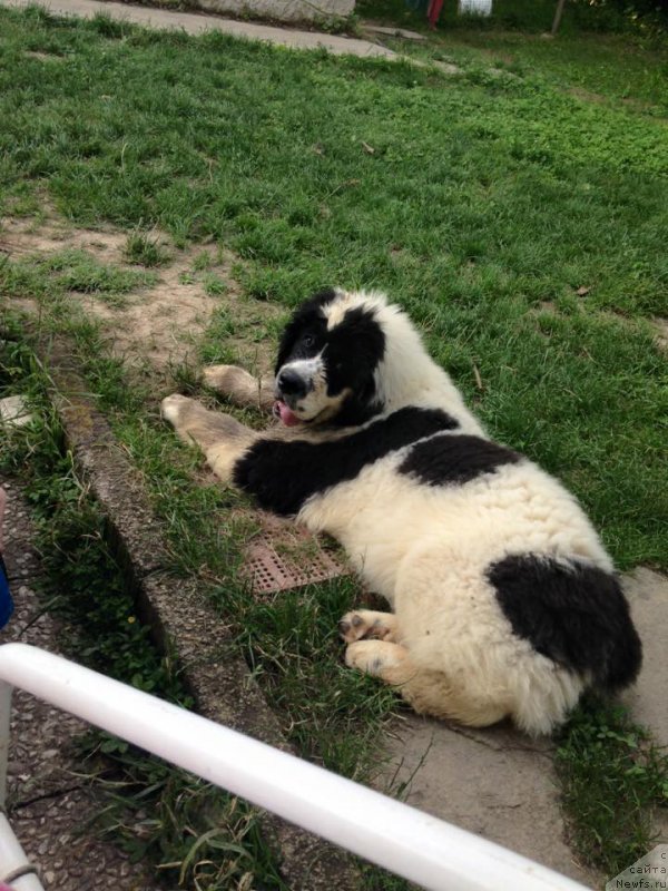 Фото: ньюфаундленд Genri Korol From Russia Bear (Генри Король фром Рашн Беар)
