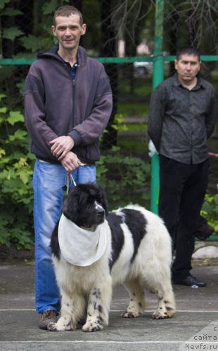 Фото: ньюфаундленд Kara Ayular Avrora Polaris (Кара Аюлар Аврора Поларис)