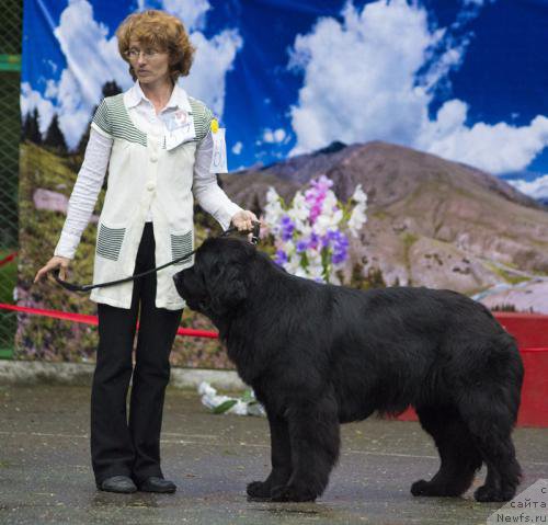 Фото: ньюфаундленд Gem Of YUnivers (Гем Оф Юниверс), Olesya Nikitina (Олеся Никитина)