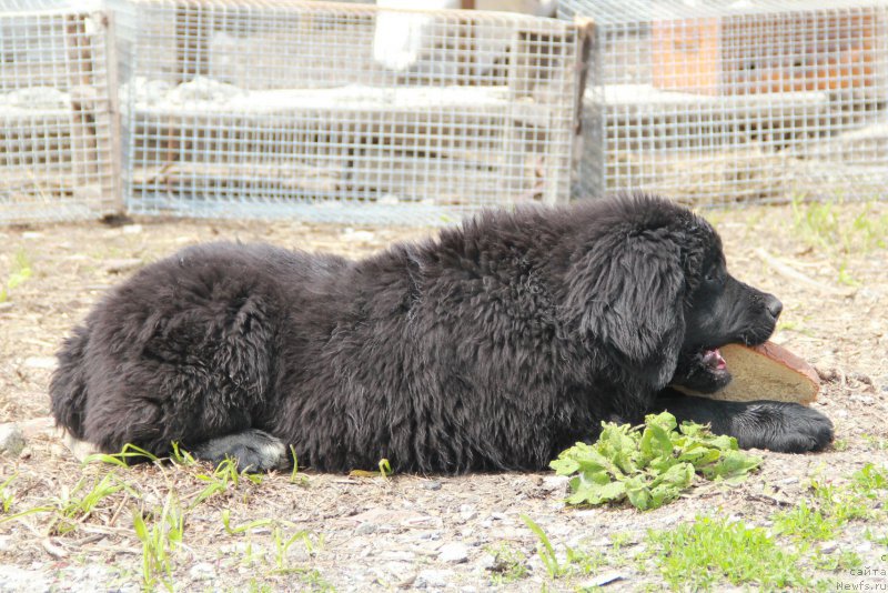 Фото: ньюфаундленд Akvian Song Paloma Pikasso (Аквиан Сонг Палома Пикассо)