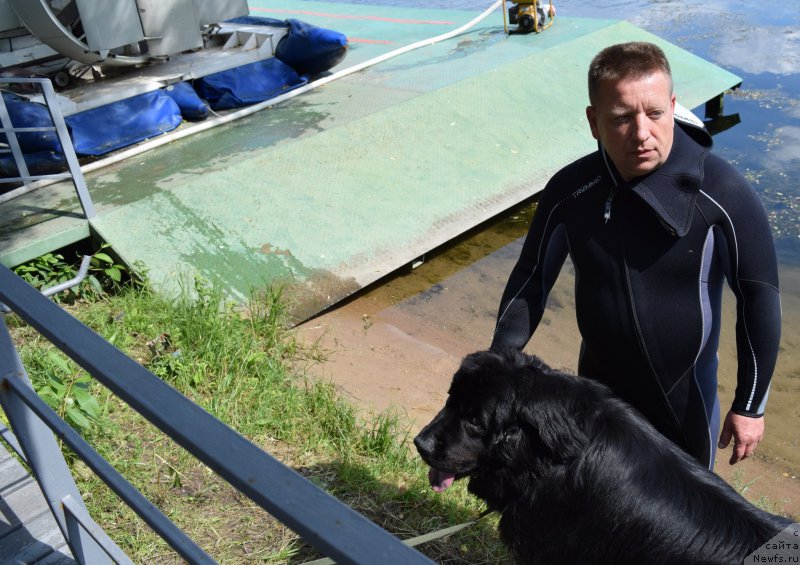 Фото: ньюфаундленд Chisty Brilliant Amigo (Чистый Бриллиант Амиго)