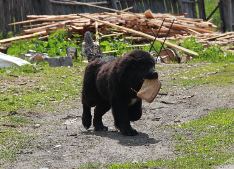 Фотография № 184649