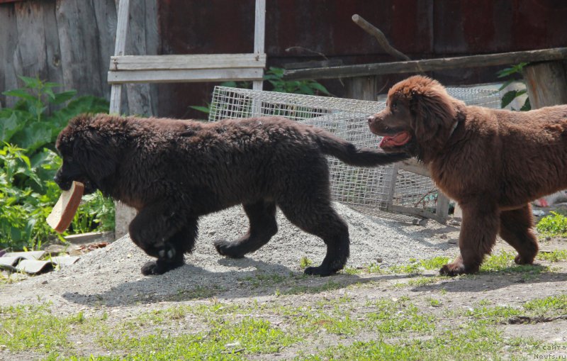 Фото: ньюфаундленд Akvian Song Paloma Pikasso (Аквиан Сонг Палома Пикассо)