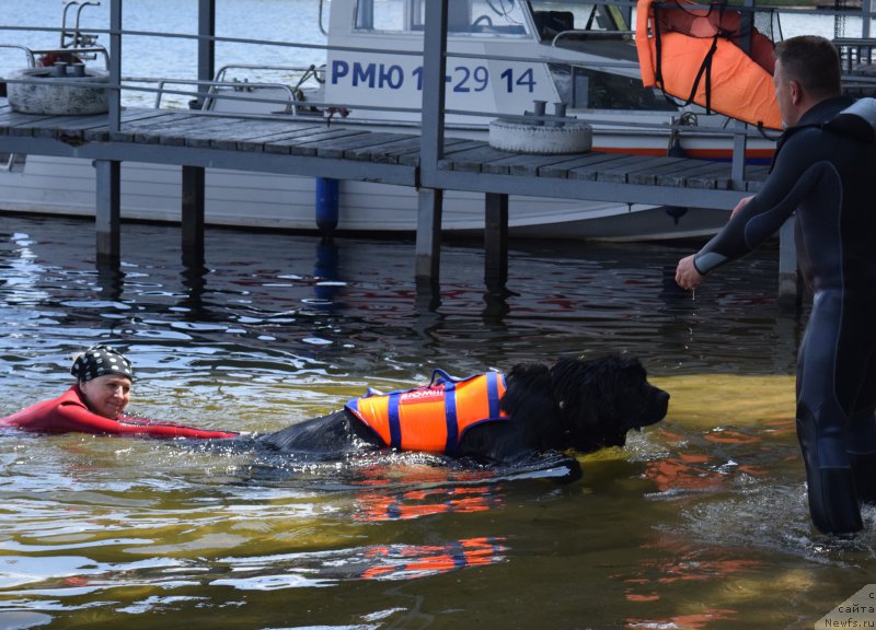 Фото: ньюфаундленд Chisty Brilliant Amigo (Чистый Бриллиант Амиго), Ol'ga Muzyichuk (Ольга Музычук)