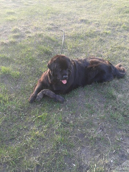 Фото: ньюфаундленд Amanda Mister Newf (Аманда Мистер Нюф)