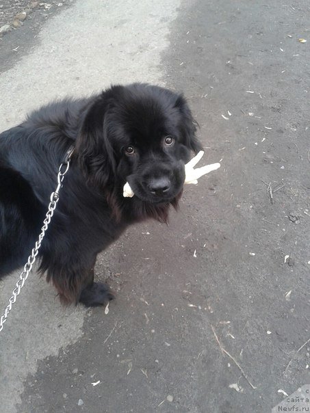 Фото: ньюфаундленд Amanda Mister Newf (Аманда Мистер Нюф)