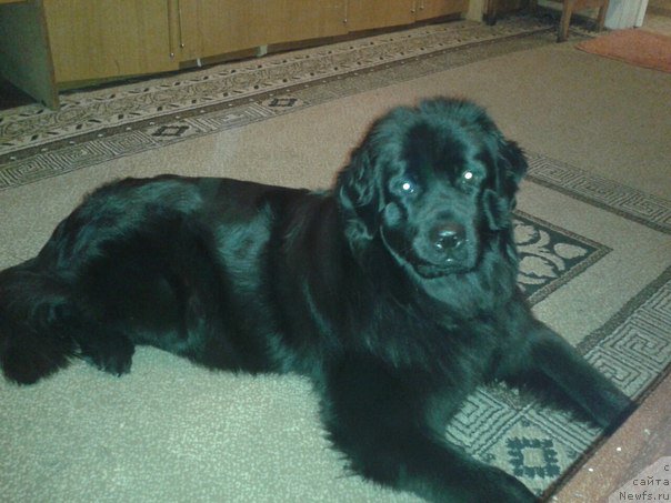 Фото: ньюфаундленд Amanda Mister Newf (Аманда Мистер Нюф)