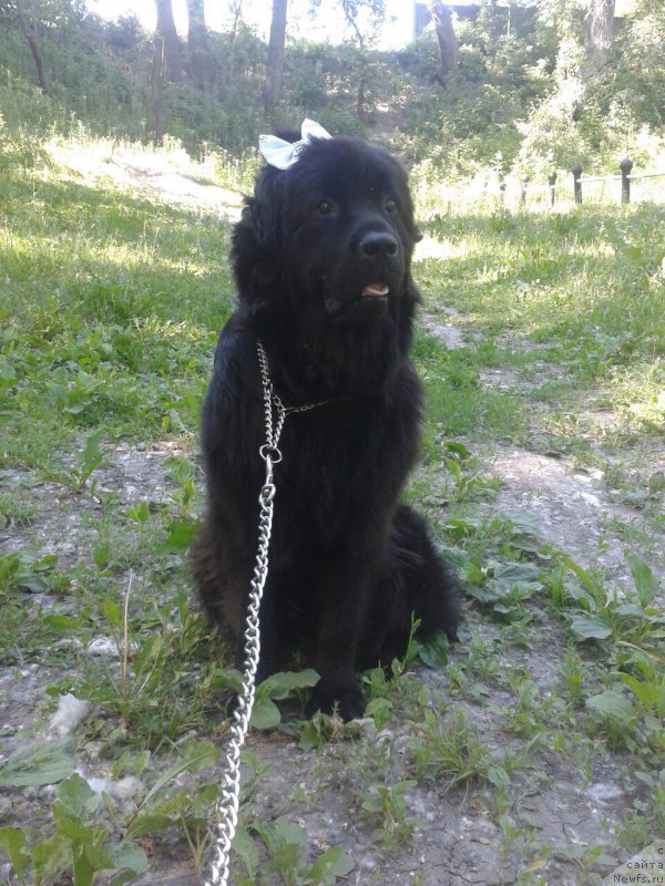 Фото: ньюфаундленд Amanda Mister Newf (Аманда Мистер Нюф)