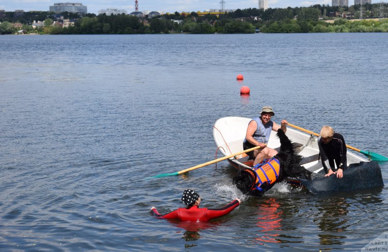 Фото: ньюфаундленд Belkonder-Club Ugli-Boogli (Белкондер-Клаб Угли-Бугли), Larisa Kutina (Лариса Кутина), Aleksandr Burmistrov (Александр Бурмистров), Ol'ga Muzyichuk (Ольга Музычук)