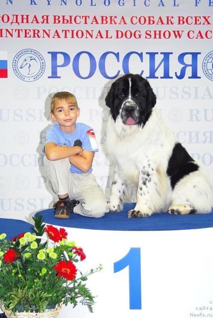 Фото: ньюфаундленд Kloofbears Lancelot for Sent Djons