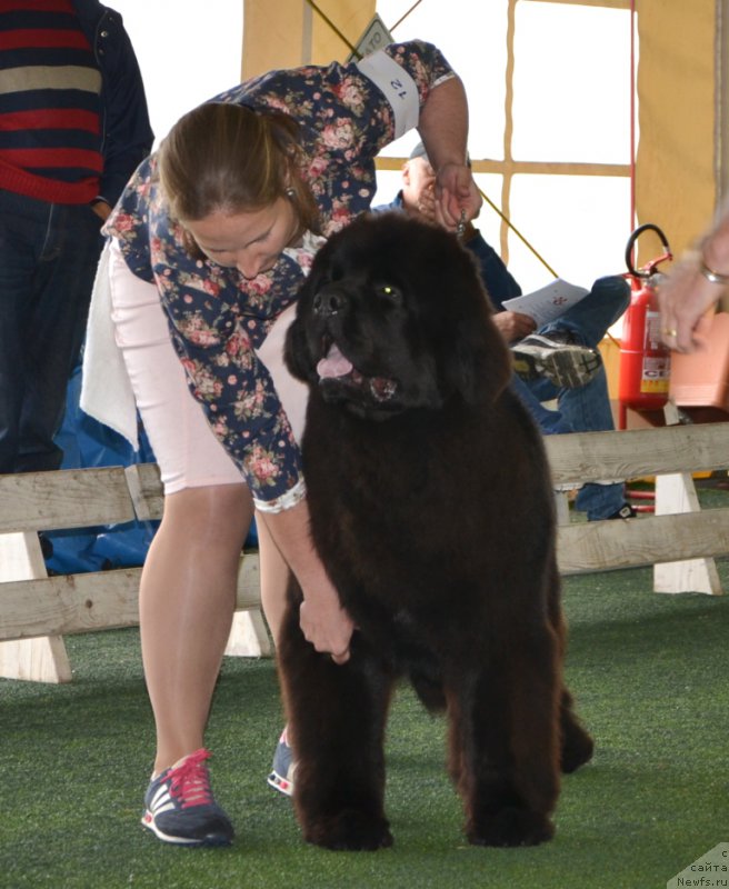 Фото: ньюфаундленд Time to Win Midnight Bear, Anastasiya Zalivako (Анастасия Заливако)