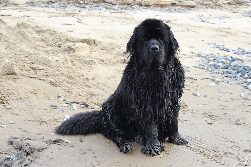 Фото: ньюфаундленд YAntarnaya Mechta (Янтарная Мечта)