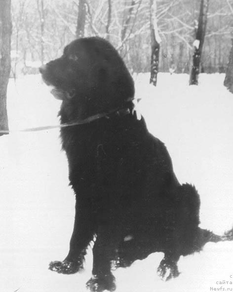 Фото: ньюфаундленд Hamorito Szepe Bence