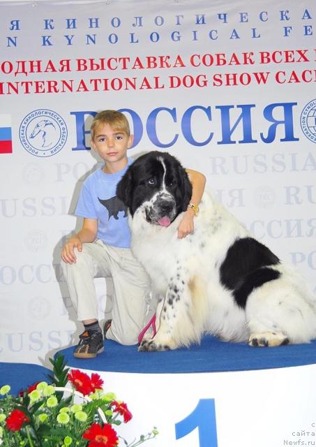 Фото: ньюфаундленд Kloofbears Lancelot for Sent Djons