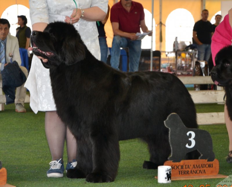 Фото: ньюфаундленд Inside My Heart Midnight Bear, Ol'ga Zalivako (Ольга Заливако)