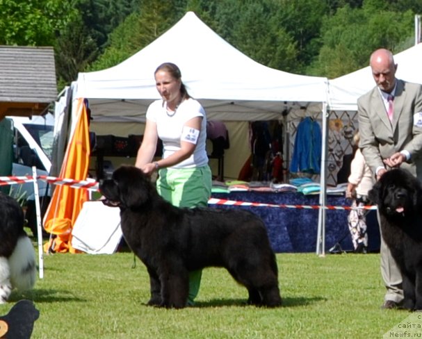 Фото: ньюфаундленд Time to Win Midnight Bear, Anastasiya Zalivako (Анастасия Заливако)