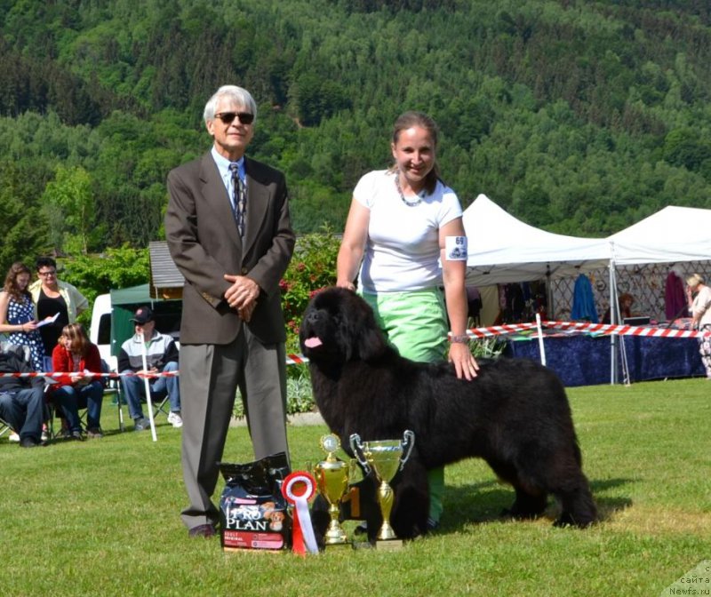 Фото: ньюфаундленд Time to Win Midnight Bear