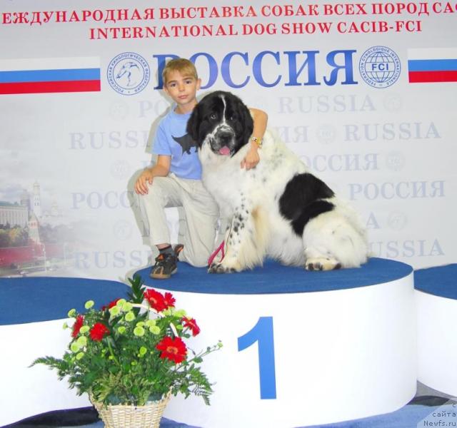 Фото: ньюфаундленд Kloofbears Lancelot for Sent Djons