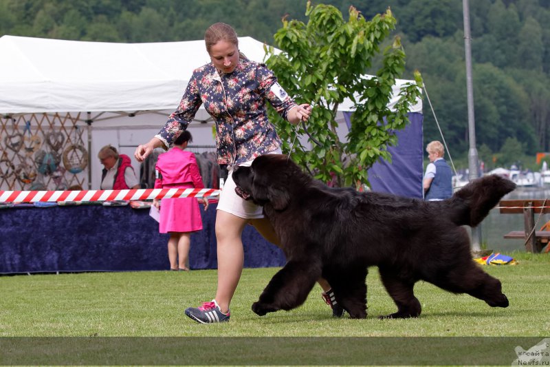 Фото: ньюфаундленд Time to Win Midnight Bear