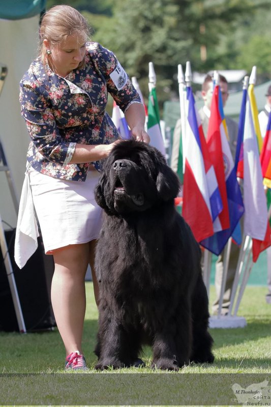 Фото: ньюфаундленд Inflame My Heart Midnight Bear, Anastasiya Zalivako (Анастасия Заливако)