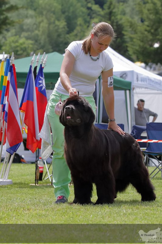 Фото: ньюфаундленд Piece of Sweetheart Midnight Bear