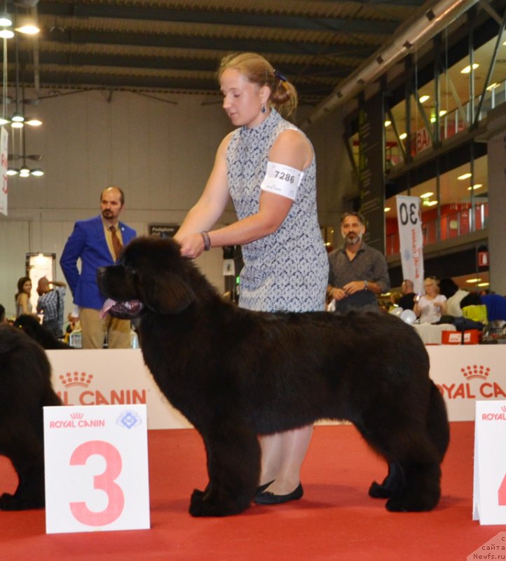 Фото: ньюфаундленд Time to Win Midnight Bear, Anastasiya Zalivako (Анастасия Заливако)