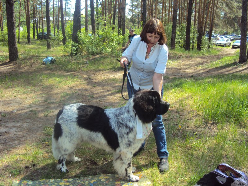 Фото: ньюфаундленд Skazochnaya Kroha SHarman (Сказочная Кроха Шарман)