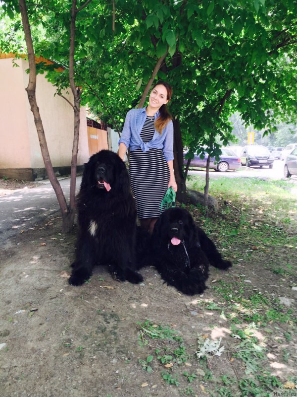 Фото: ньюфаундленд Love Story iz Tihogo Omuta (Лав Стори из Тихого Омута)