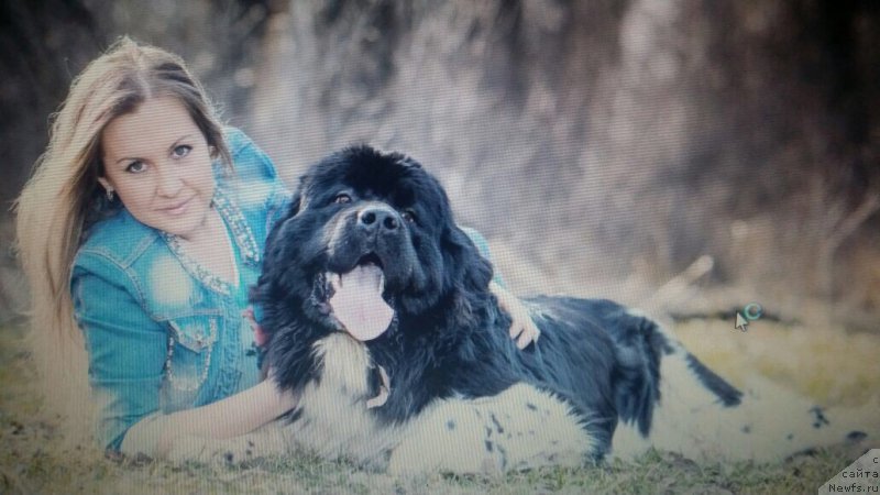 Фото: ньюфаундленд Greyt Milki Vey (Грейт Милки Вей)