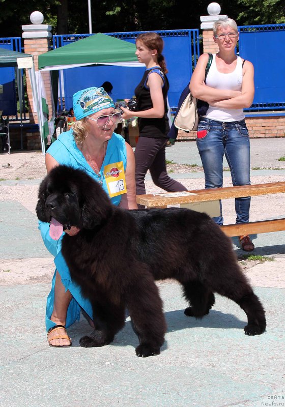 Фото: ньюфаундленд Beguschaya po Volnam As Good As It Gets (Бегущая по Волнам Ас Гоод Ас Ит Гетс)