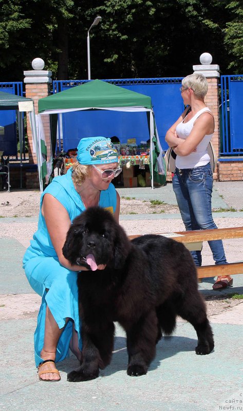 Фото: ньюфаундленд Beguschaya po Volnam As Good As It Gets (Бегущая по Волнам Ас Гоод Ас Ит Гетс)