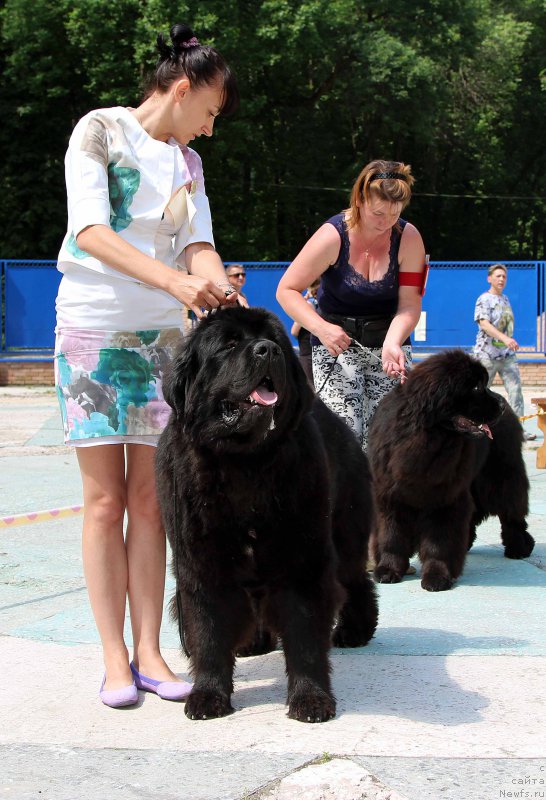 Фото: ньюфаундленд Akvatoriya Kelvin YAhtsmen (Акватория Келвин Яхтсмен), ньюфаундленд Markiz Maximilien de Mark (Маркиз Максимельен Де Марк)