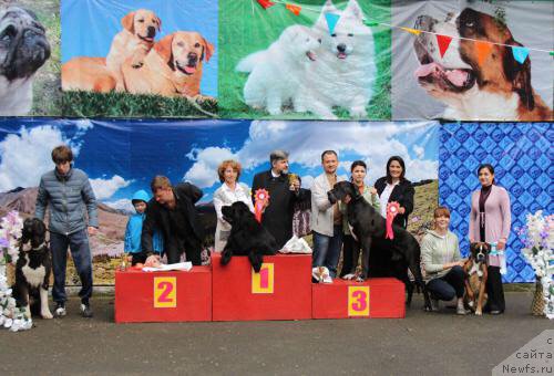 Фото: ньюфаундленд Gem Of YUnivers (Гем Оф Юниверс)