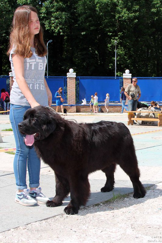 Фото: ньюфаундленд Brownblood MSK Harricane Higgins (Браунблад МСК Харрикейн Хиггенс)