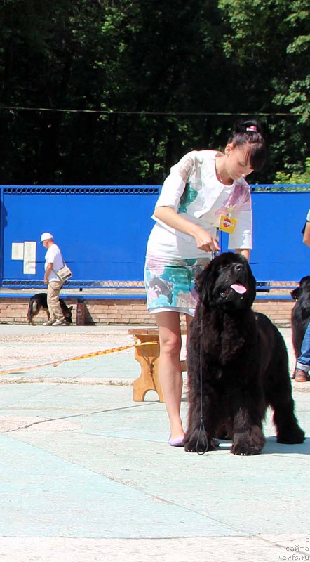Фото: ньюфаундленд Akvatoriya Kelvin YAvnoe CHudo (Акватория Келвин Явное Чудо)