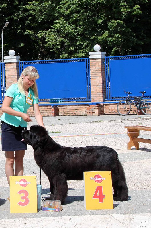 Фото: ньюфаундленд Akvatoriya Kelvin YAvnoe CHudo (Акватория Келвин Явное Чудо)