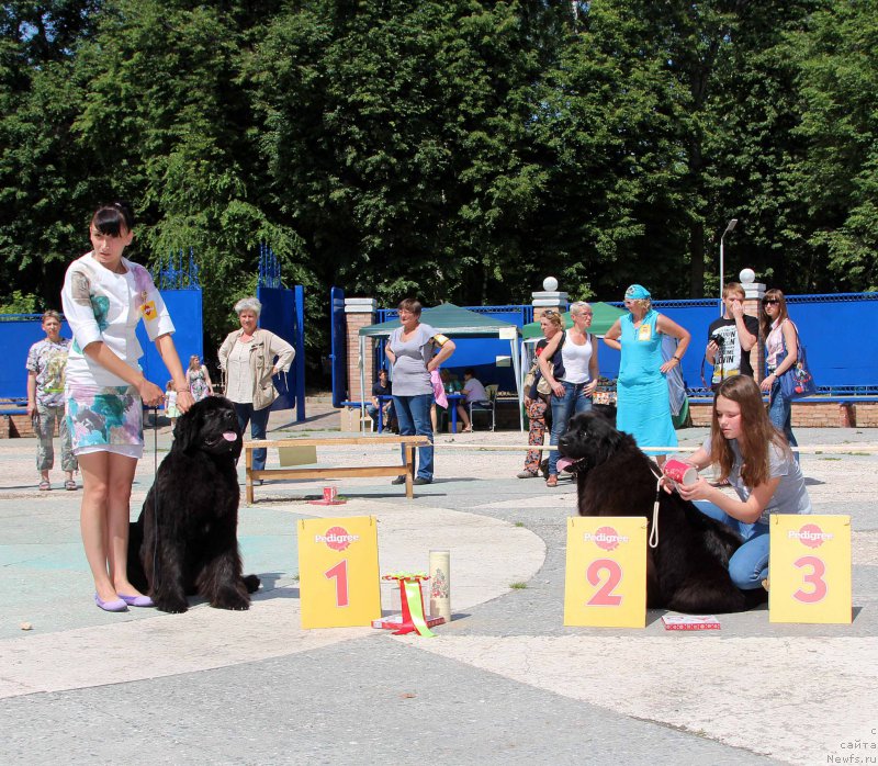 Фото: ньюфаундленд Akvatoriya Kelvin YAvnoe CHudo (Акватория Келвин Явное Чудо), ньюфаундленд Brownblood MSK Harricane Higgins (Браунблад МСК Харрикейн Хиггенс)