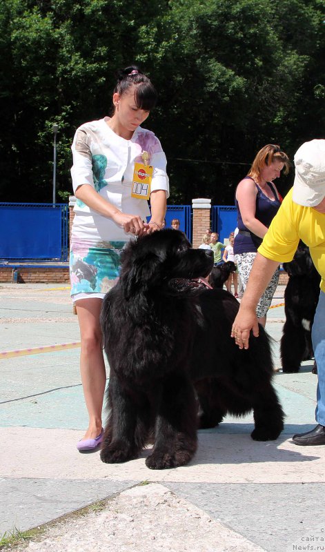 Фото: ньюфаундленд Sent Djons Loving Stare (Сент Джонс Лавин Стэар)