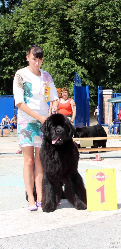 Фото: ньюфаундленд Sent Djons Loving Stare (Сент Джонс Лавин Стэар)