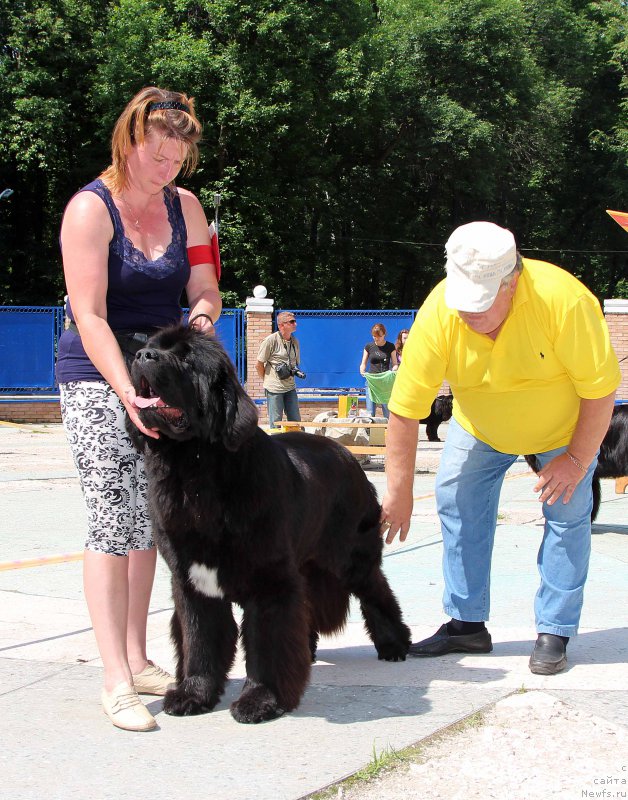 Фото: ньюфаундленд Super Bizon Liliman (Супер Бизон Лилимэн)