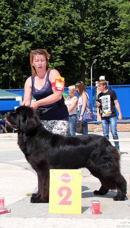 Фото: ньюфаундленд Super Bizon Liliman (Супер Бизон Лилимэн)